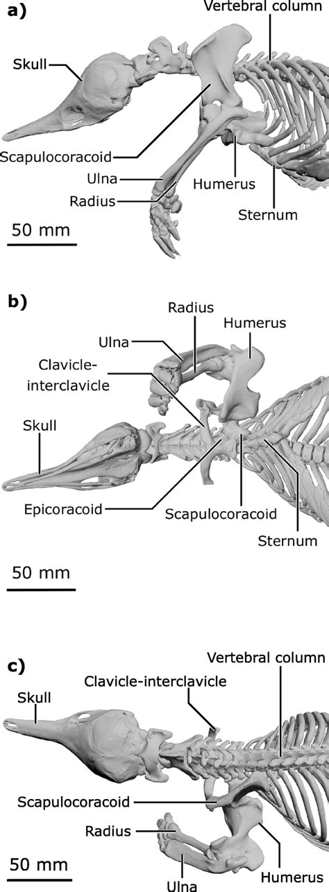 Rendering of the skeleton of the short-beaked echidna Tachyglossus... | Download Scientific Diagram