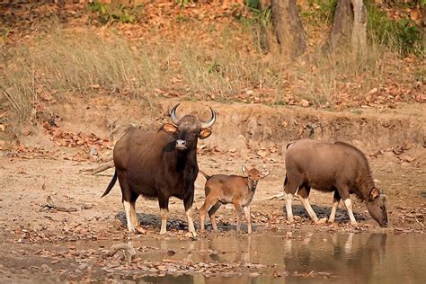 Animals Native to India - WorldAtlas