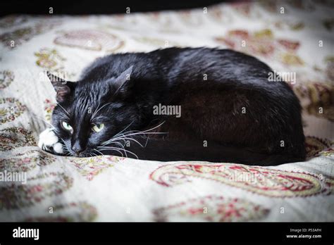 Black cat curled up in a ball lying on blanket Stock Photo - Alamy