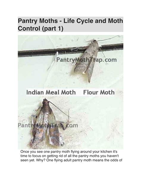 Pantry Moths - Life Cycle and Moth Control (Part 1) - DocsLib