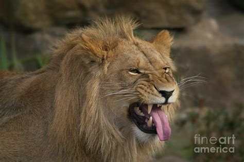 Young Lion Showing His Teeth Photograph by Rawshutterbug - Fine Art America