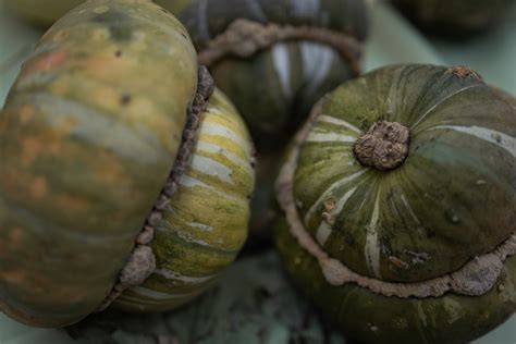 Decorative Green Pumpkins · Free Stock Photo