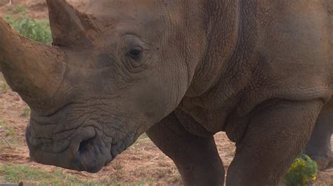 Summer fun for the family: Fossil Rim Wildlife Center | wfaa.com