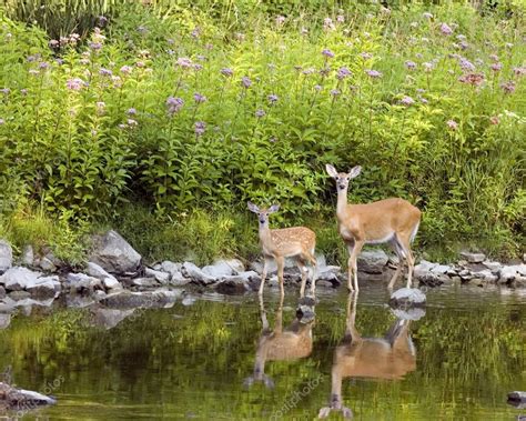 Whitetail Deer Doe And Fawn — Stock Photo © brm1949 #1885935