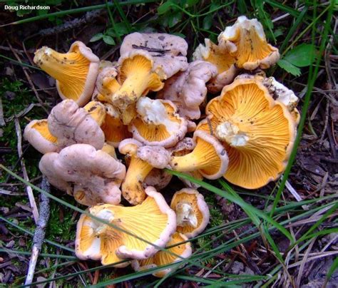 Cantharellus - Alchetron, The Free Social Encyclopedia