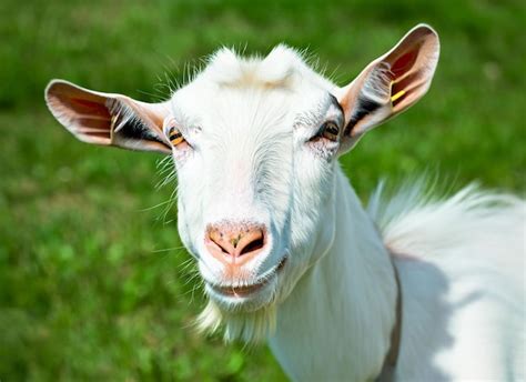 Premium AI Image | A goat with a tag on its ear