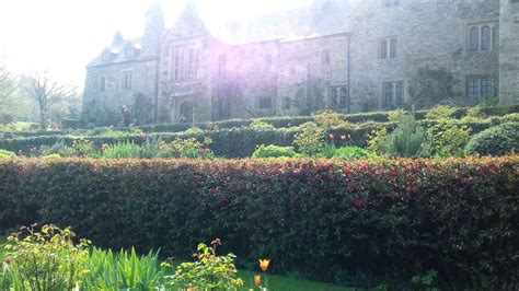 Flowering quince hedge in terraced gardens at C15th Cotehele House, Tamar Valley, Cornwall ...