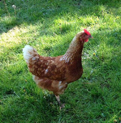 My Golden Comet, sweetest birds ever! These are the birds I have laying ...