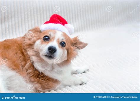 Funny Dog in Santa Hat. Concept New Year and Christmas. 2021 Stock Photo - Image of santa ...