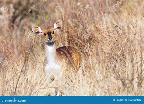 Bushbuck Hiding From Predators On Savanna Stock Photo | CartoonDealer ...