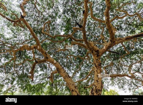 Vachellia leucophloea hi-res stock photography and images - Alamy