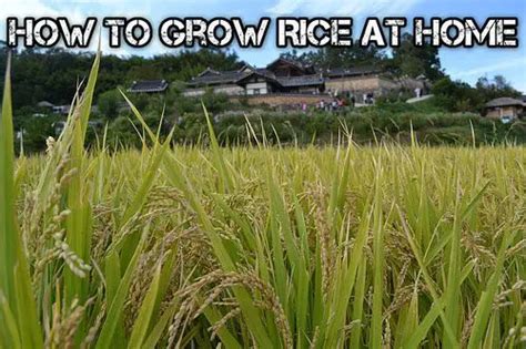 How To Grow Rice At Home | SHTFPreparedness