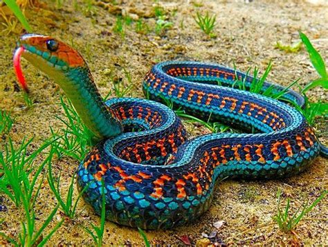 California Red-Sided Garter Snake The garter snake is a slightly venomous colubrid snake genus ...