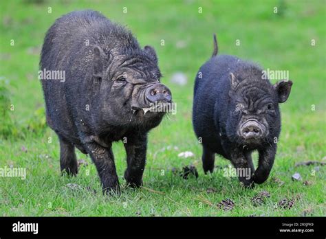 Vietnamese pot-bellied piglets happily rund around on grassland, Europe ...