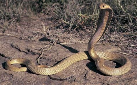 Philippine Cobra Facts and Pictures | Reptile Fact