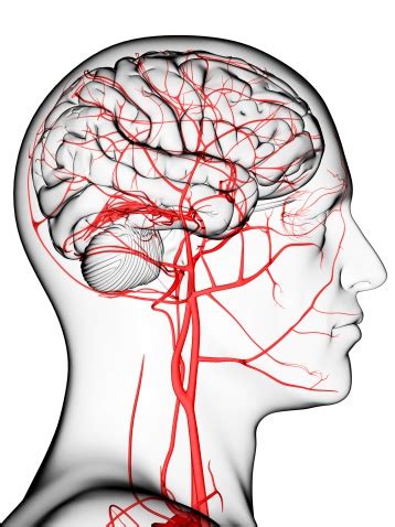 Understanding Stroke | Brain Institute | OHSU