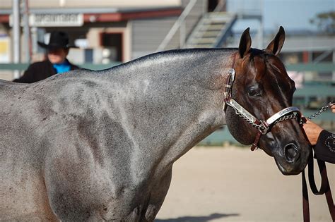 "Blue roan Quarter Horse Stallion" by Greenacres | Redbubble