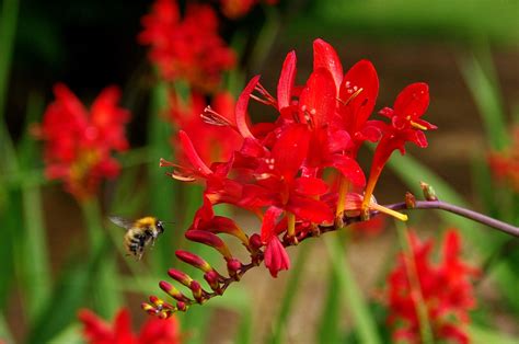 Montbretia Lily Flower - Free photo on Pixabay - Pixabay