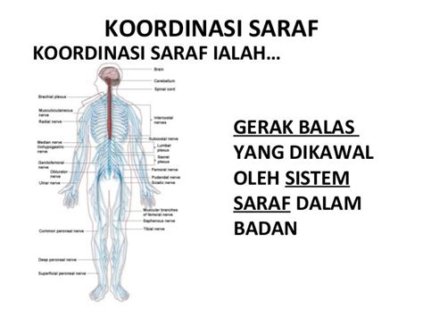 Koordinasi badan