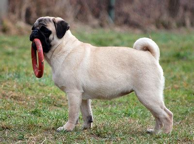 What Is The Ideal Weight For A Pug