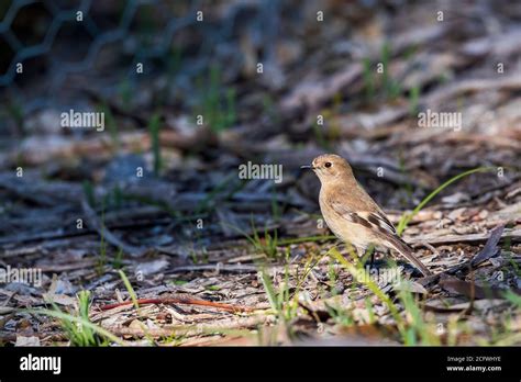 Female Flame Robin (Petroica phoenicea Stock Photo - Alamy