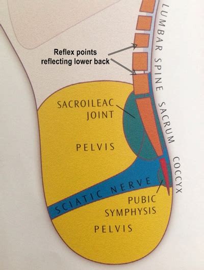Reflex points of lower back. Reflexology to help spine pain Reflexology Foot Chart, Reflexology ...
