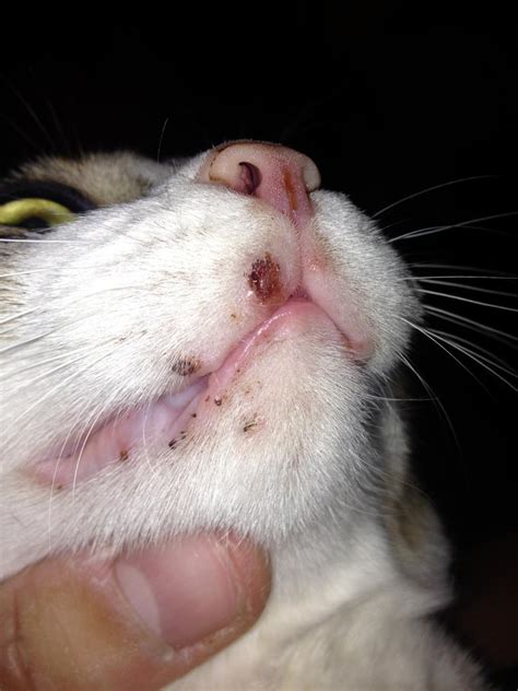 Cat Acne Chin Causes - Cat Meme Stock Pictures and Photos