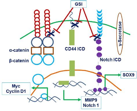 Gamma-secretase inhibitors inhibit Wnt and Notch pathways.... | Download Scientific Diagram