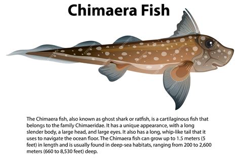 Free Vector | Chimaera fish with informative text