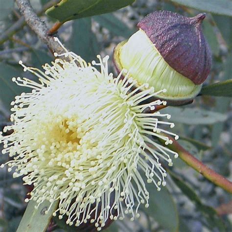 eucalyptus pleurocarpa (tallerack) – Westgrow Farm Trees