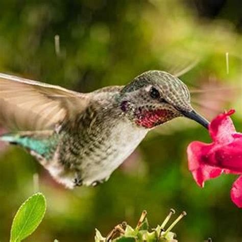 What is the prettiest hummingbird in the world? - DIY Seattle