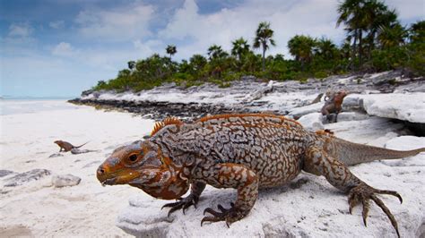 ANIMAL PLANET EXPLORES THE INCREDIBLE WILDLIFE OF THE BAHAMAS