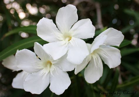 Oleander Flower