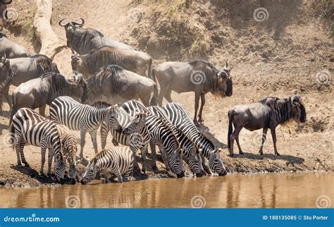 Zebra Migration Herd Standing at the Edge of Mara River Drinking Water ...