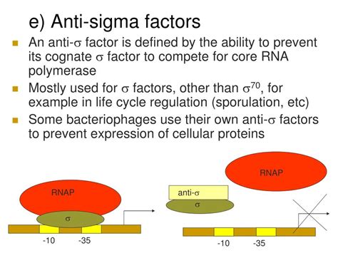 PPT - Transcription in Prokaryotes PowerPoint Presentation, free download - ID:2347407