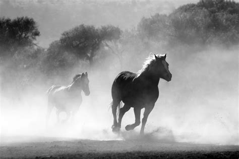 Images Gratuites : la nature, noir et blanc, brouillard, animal ...