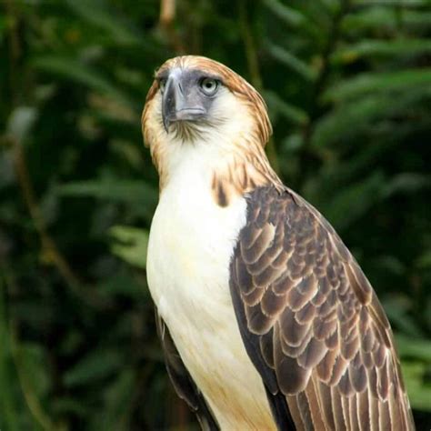 Philippine Eagle: Species Overview, Conservation and Threats