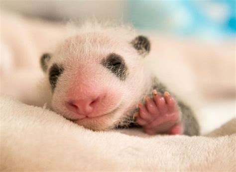 The Remarkable Transformation of a Tiny Newborn Baby Panda During the ...