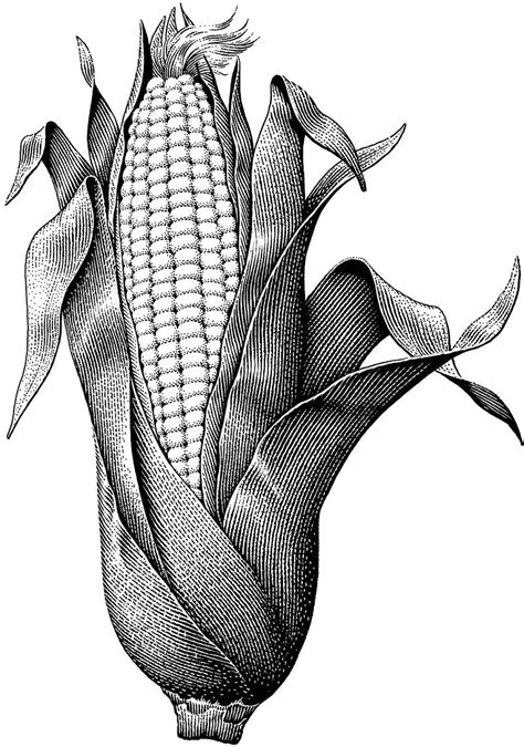 Corn Husk Drawing