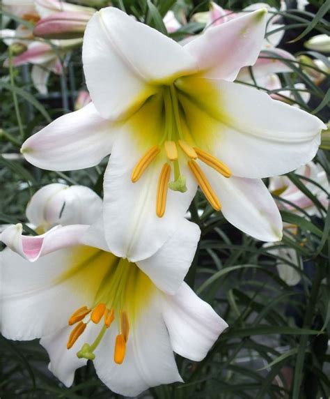 white flowers with yellow stamens and green stems