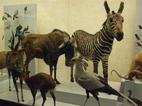 Zoological Museum | University of Zurich | Broke Tourist