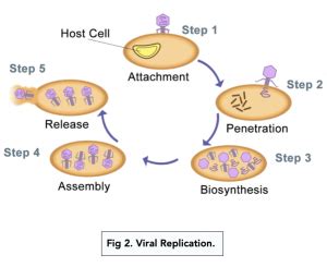 Life Cycle and Replication of Viruses (A-level Biology) - Study Mind