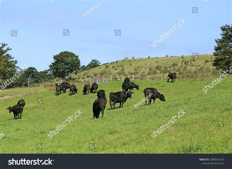 Black cows in Yamagata,Japan.cows#Black#Japan#Yamagata | Black cow, Stock photos, Minimalist ...