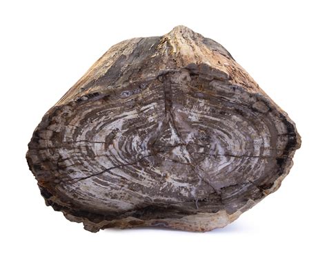 A LARGE PETRIFIED WOOD LOG | Natural History; Including Fossils, Minerals, & Meteorites | 2020 ...