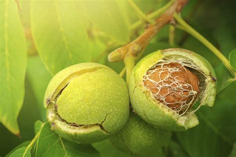 Best Way To Pick Walnuts - How To Harvest Walnuts From Your Tree | Gardening Know How