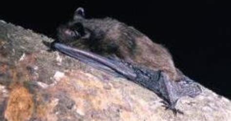 Serotine - UK Bats - Bat Conservation Trust