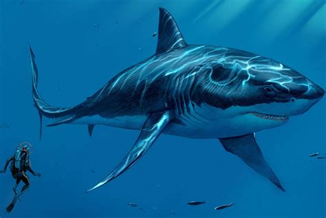 Científicos calculan el tamaño real del megalodón: un tiburón carnívoro de 16 metros