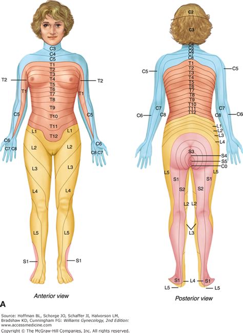 Female Dermatome Chart | Dermatome Map