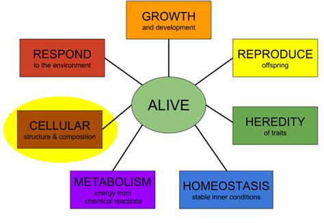 Characteristics Of Living Things Biology