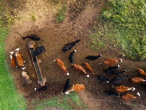 Image of Aerial drone view of cattle herd on farm coming into drink at ...